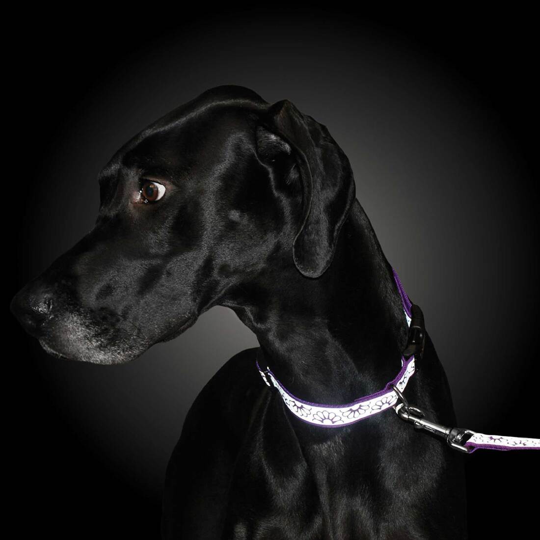 Lazer Brite® Reflective Open-Design Dog Leash, Pink Zebra, 5/8" x 04'
