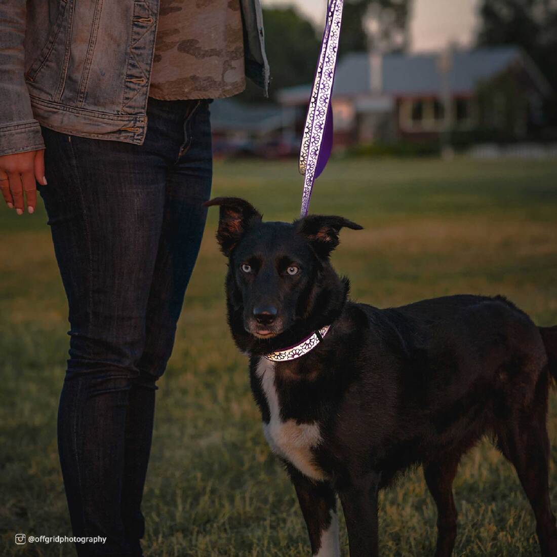 Lazer Brite® Reflective Open-Design Dog Leash, Pink Zebra, 5/8" x 04'