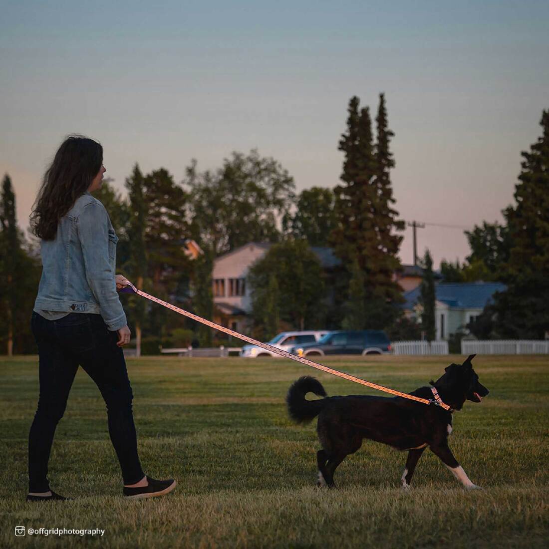 Lazer Brite® Reflective Open-Design Dog Leash, Pink Zebra, 5/8" x 04'