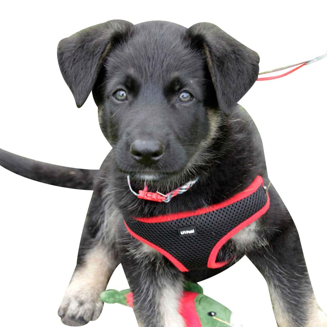 Coastal Pet Products Li'l Pals® Adjustable Patterned Dog Collar, Red and Grey Plaid, 3/8" x 08"-12"