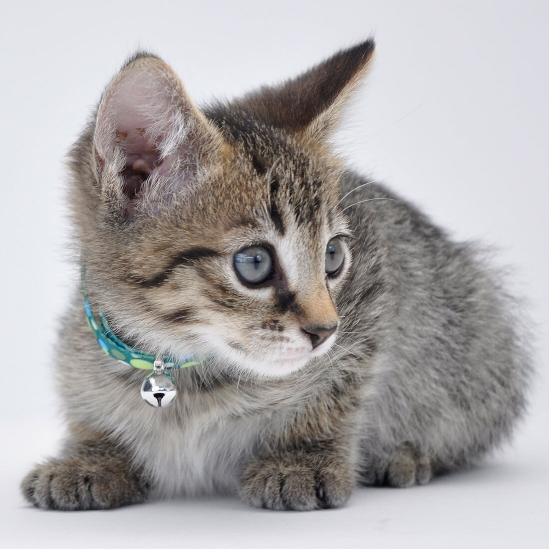 Li'l Pals® Adjustable Breakaway Kitten Collar, Camo Brown, 5/16" x 06"-08"