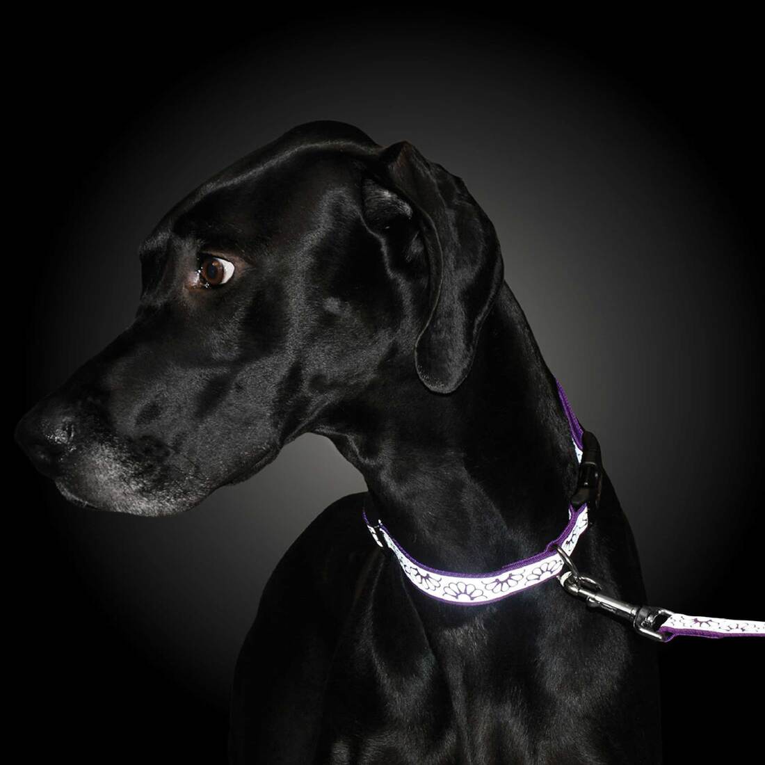Lazer Brite® Reflective Open-Design Dog Leash, Black Chain Link, 1" x 04'