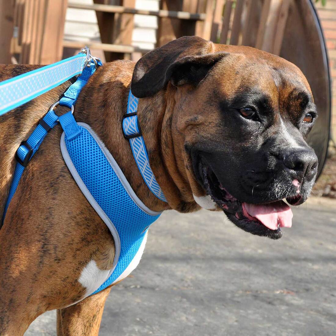 Comfort Soft® Reflective Wrap Adjustable Dog Harness, Blue Lagoon, 1" x 28"-36"
