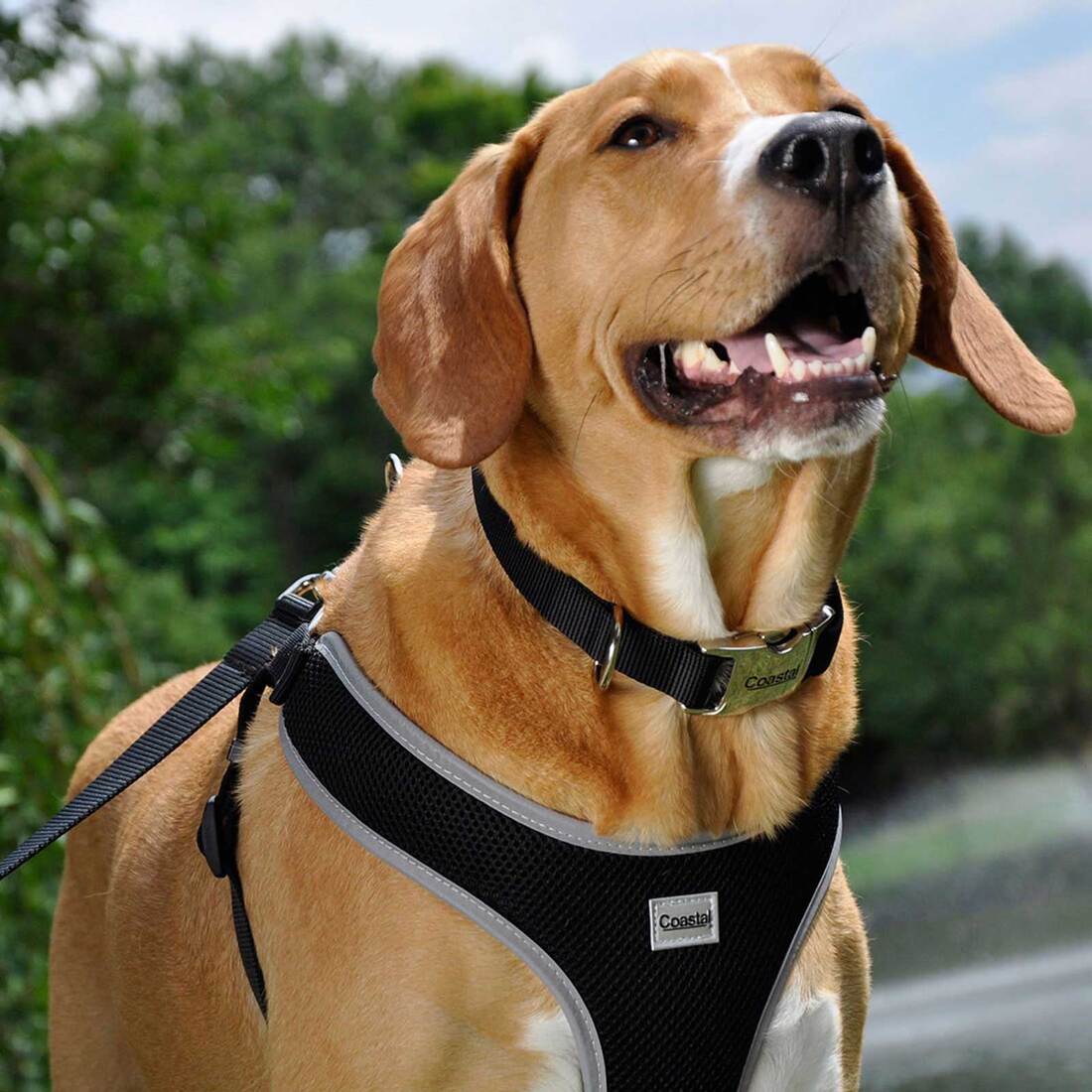 Comfort Soft® Reflective Wrap Adjustable Dog Harness, Blue Lagoon, 1" x 28"-36"