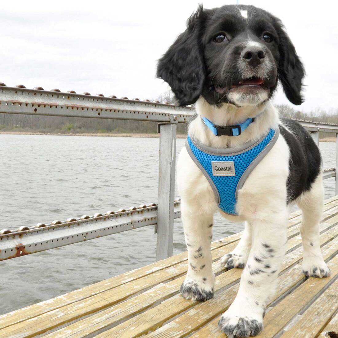 Comfort Soft® Reflective Wrap Adjustable Dog Harness, Blue Lagoon, 1" x 28"-36"