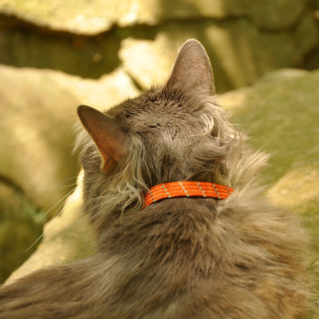 ElastaCat® Reflective Safety Stretch Collar with Reflective Charm, Red, 3/8" x 10"