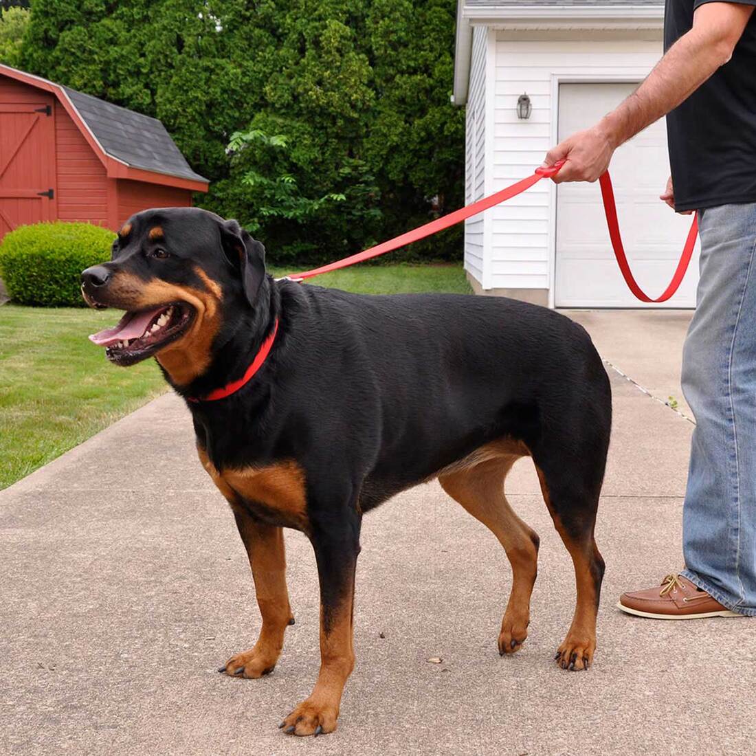Insta-Grip® Control Handle Dog Leash, Black, 1" x 06'