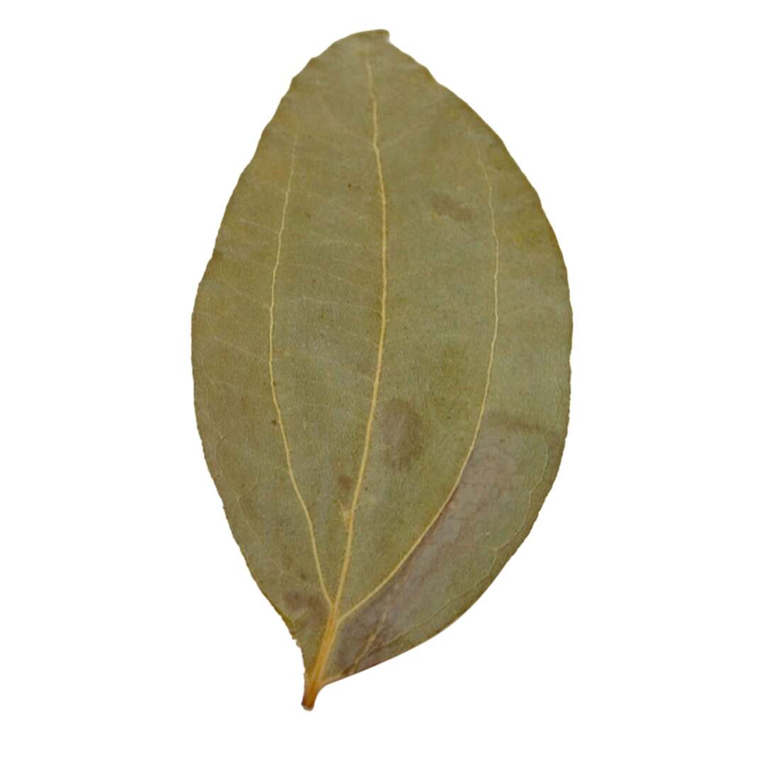 Hydroasis Aquatic Plant Cinnamon Leaves, 10 Count