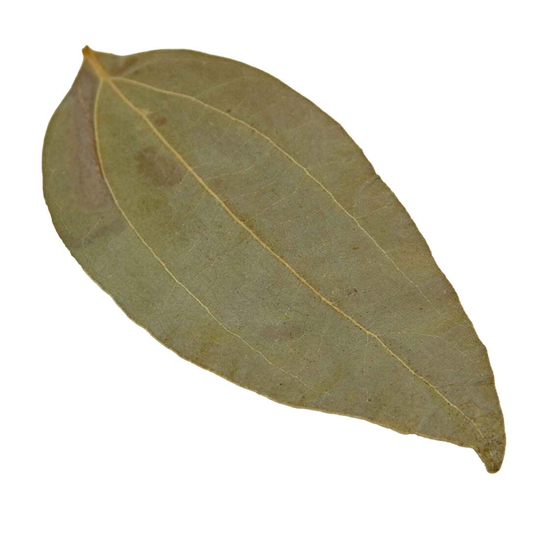 Hydroasis Aquatic Plant Cinnamon Leaves, 10 Count