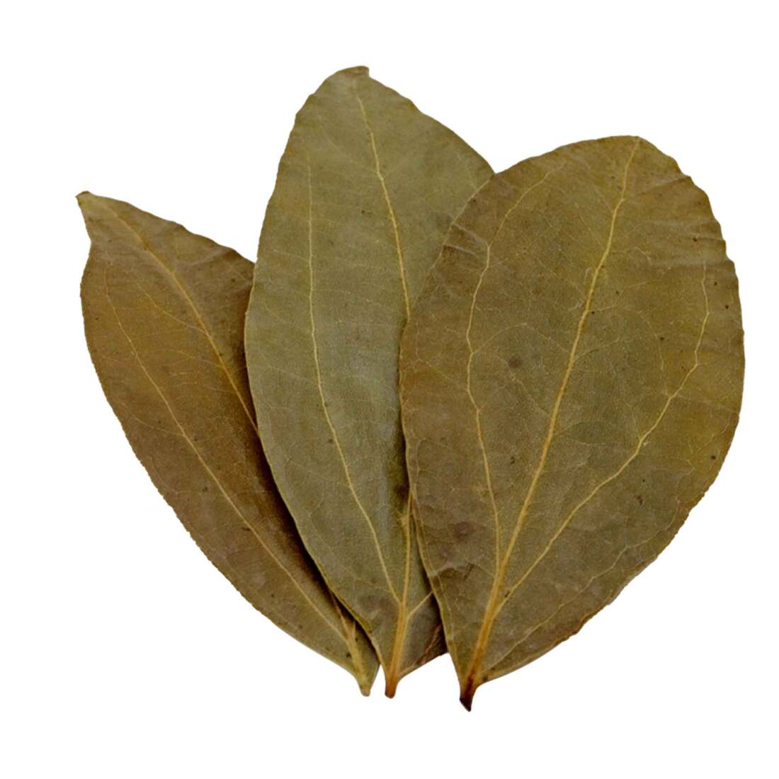 Hydroasis Aquatic Plant Cinnamon Leaves, 10 Count