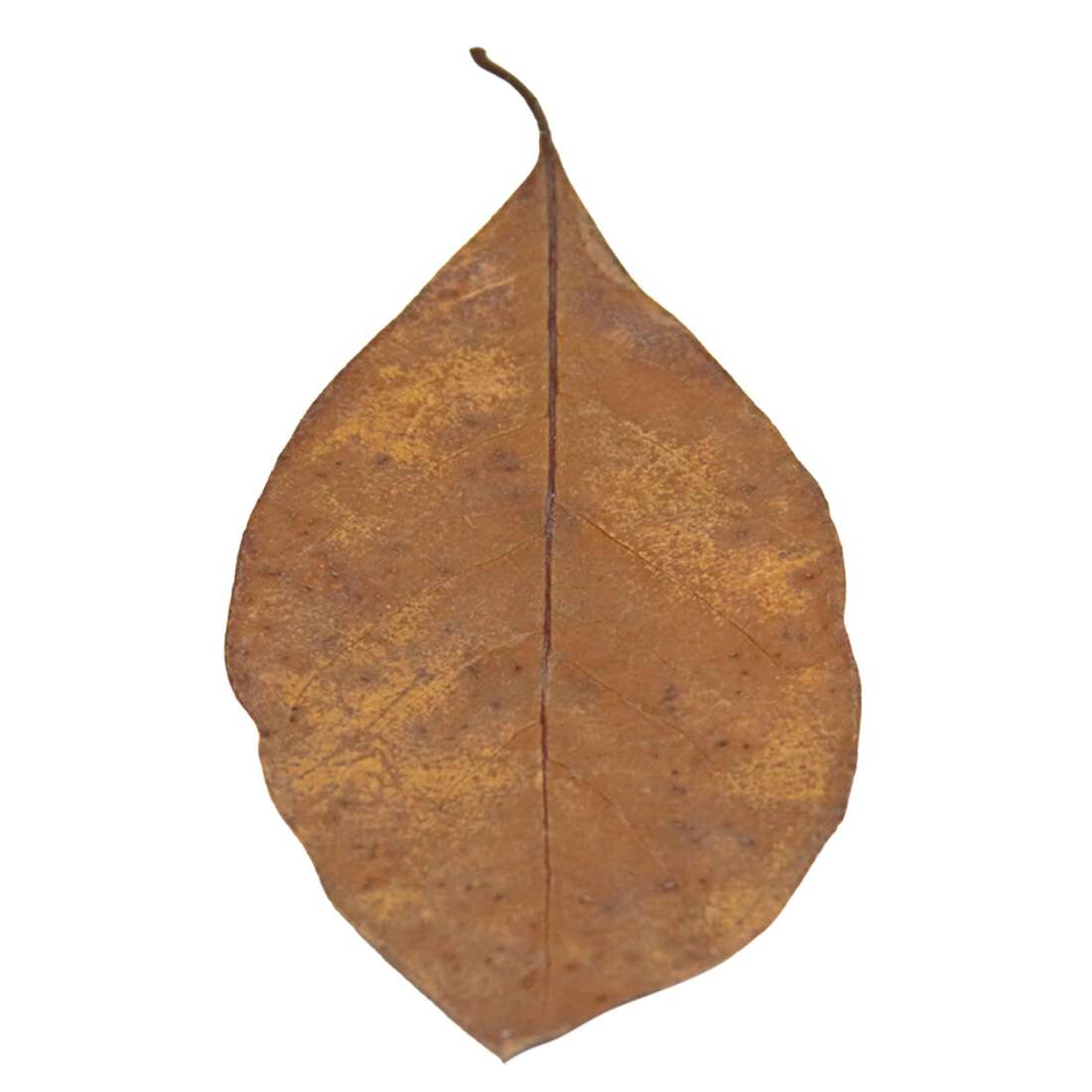 Hydroasis Aquatic Plant Jack Leaves, 10 Count