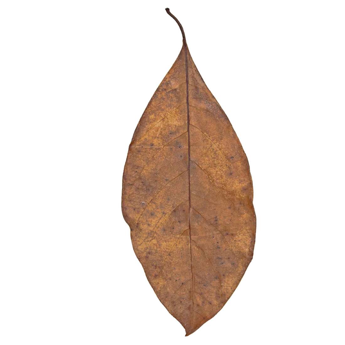 Hydroasis Aquatic Plant Jack Leaves, 10 Count