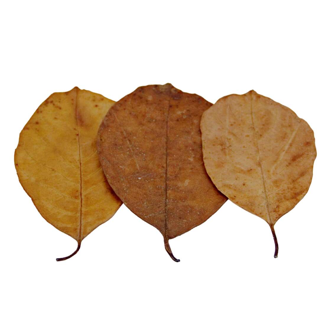 Hydroasis Aquatic Plant Jack Leaves, 10 Count