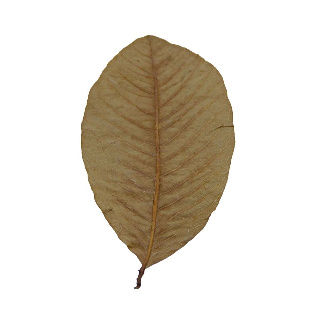 Hydroasis Aquatic Plant Guava Leaves, 10 Count