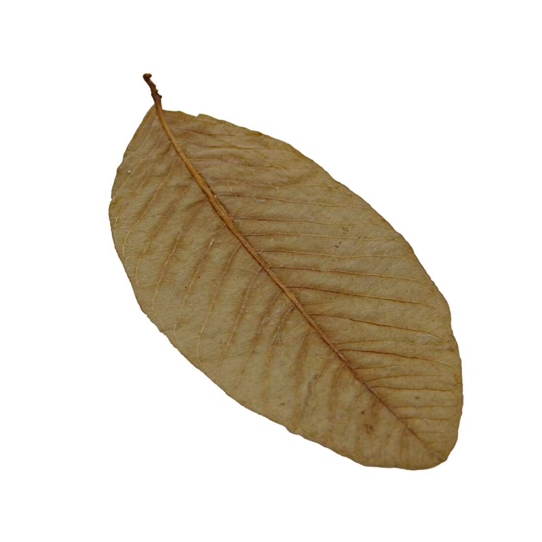 Hydroasis Aquatic Plant Guava Leaves, 10 Count