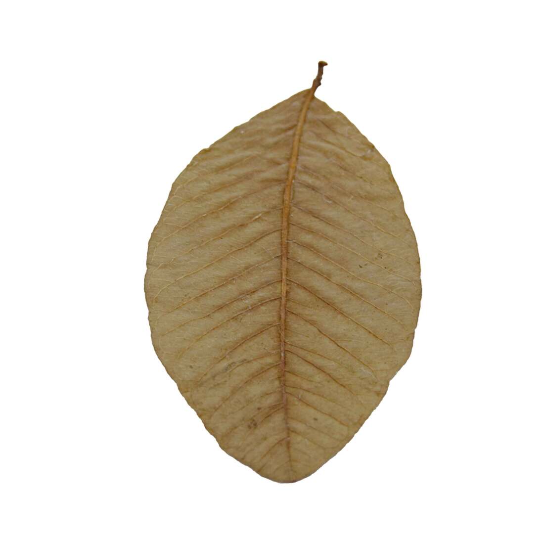 Hydroasis Aquatic Plant Guava Leaves, 10 Count