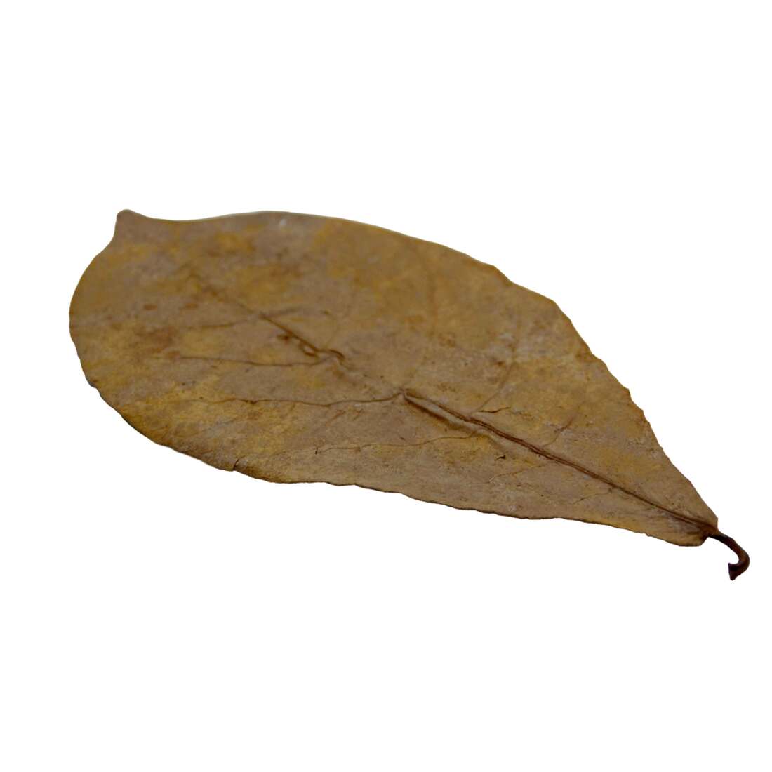 Hydroasis Aquatic Plant Catappa Leaves, 3 Count