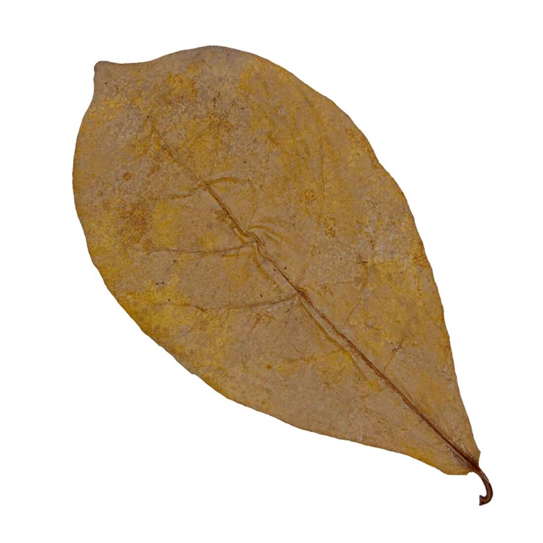 Hydroasis Aquatic Plant Catappa Leaves, 3 Count