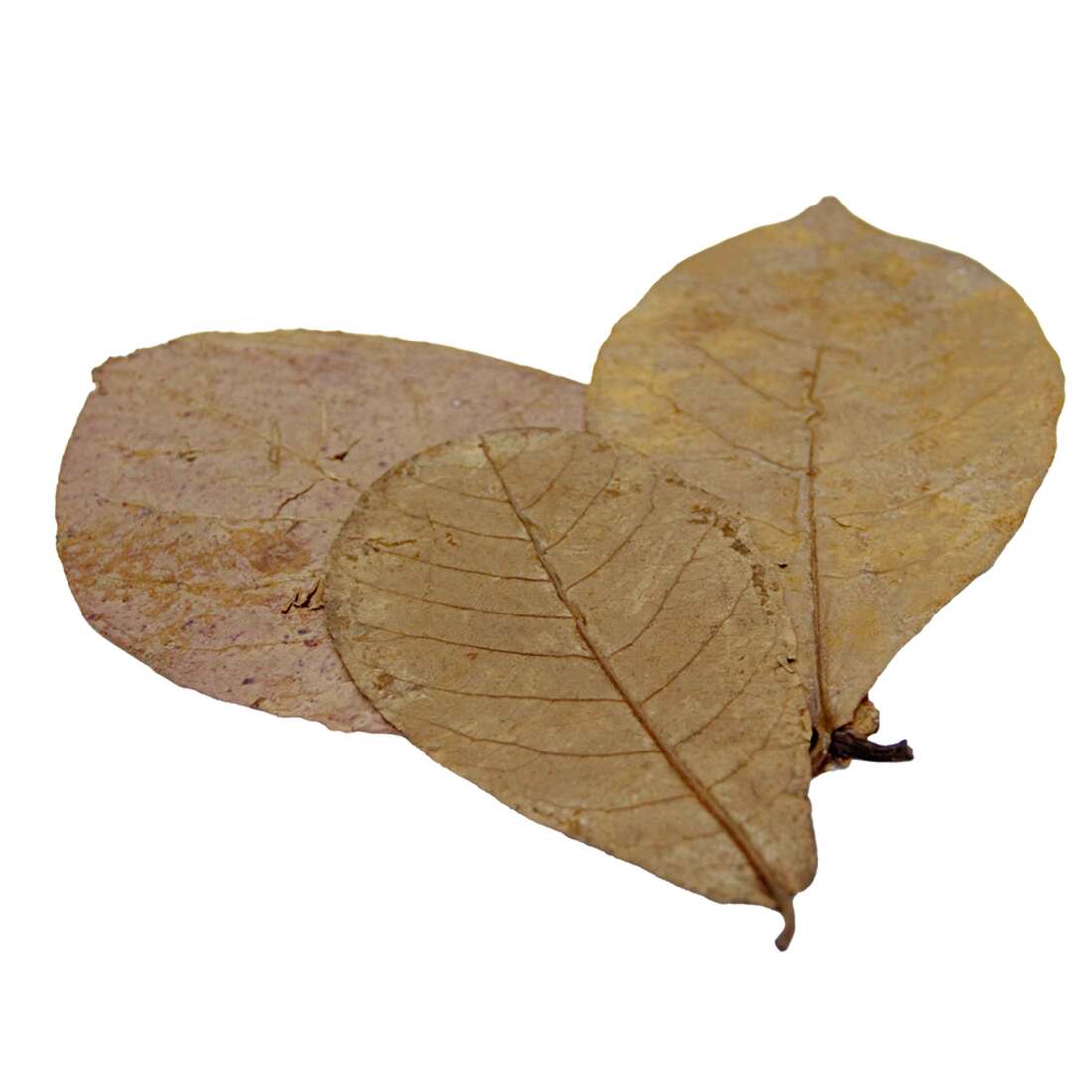 Hydroasis Aquatic Plant Catappa Leaves, 3 Count