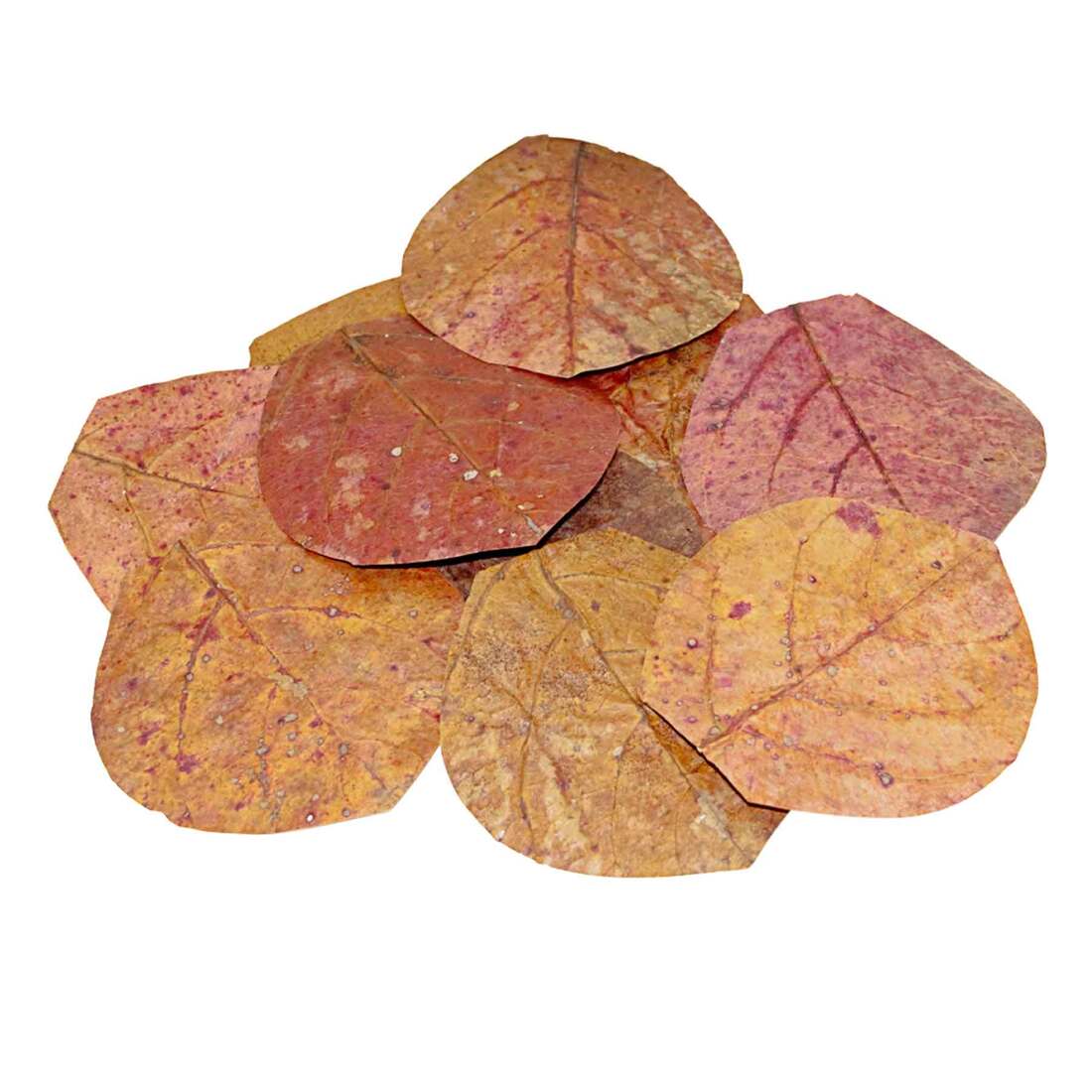 Hydroasis Aquatic Plant Catappa Leaves, Nano, 3 Count