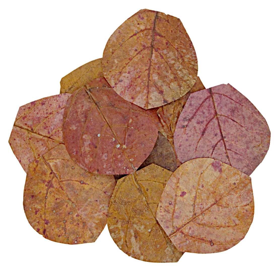 Hydroasis Aquatic Plant Catappa Leaves, Nano, 3 Count