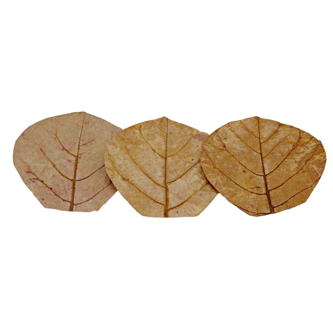 Hydroasis Aquatic Plant Catappa Leaves, Nano, 3 Count