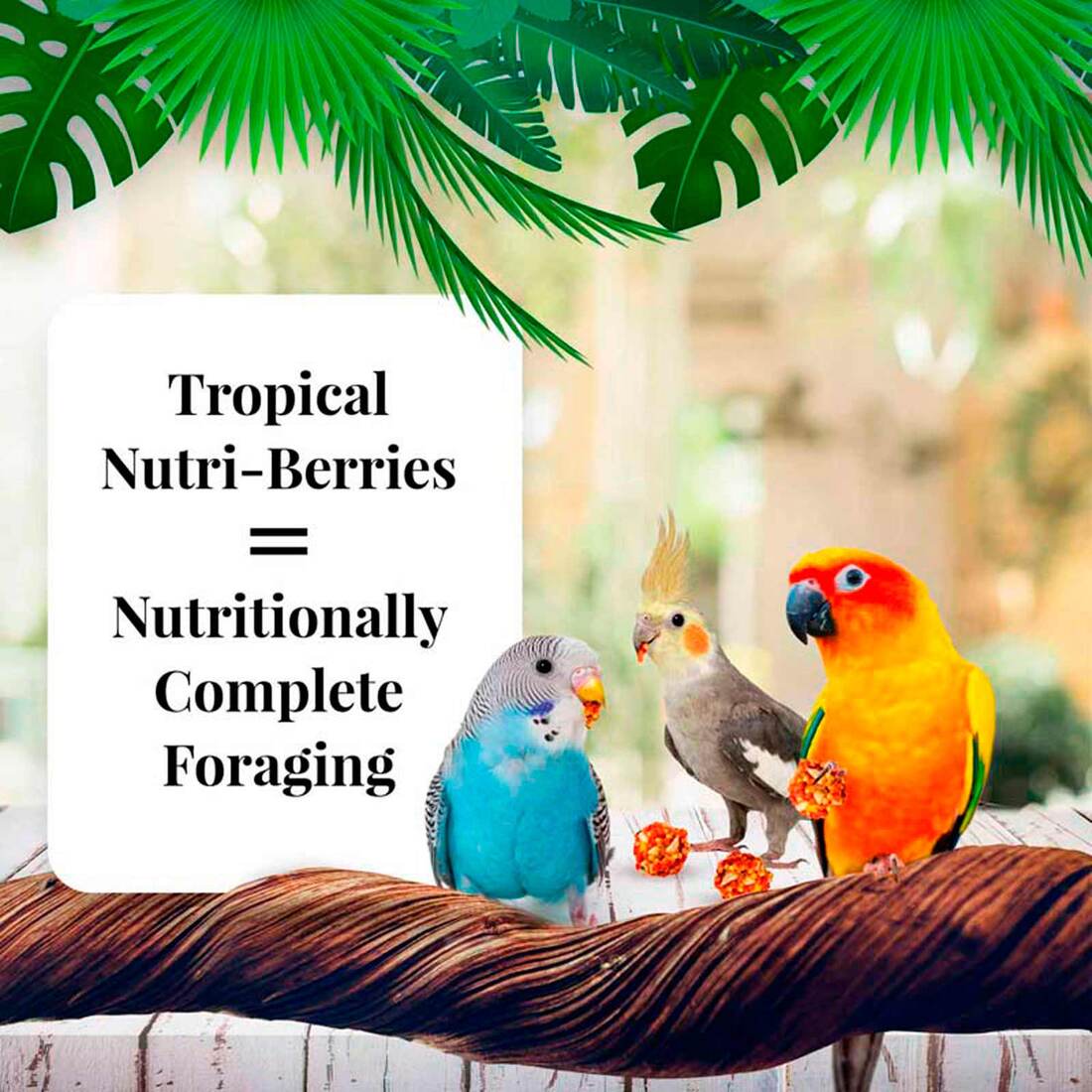 Lafeber Tropical Fruit Nutri-Berries for Keets, Tiels, Lovebirds & Conures, 10 Ounces