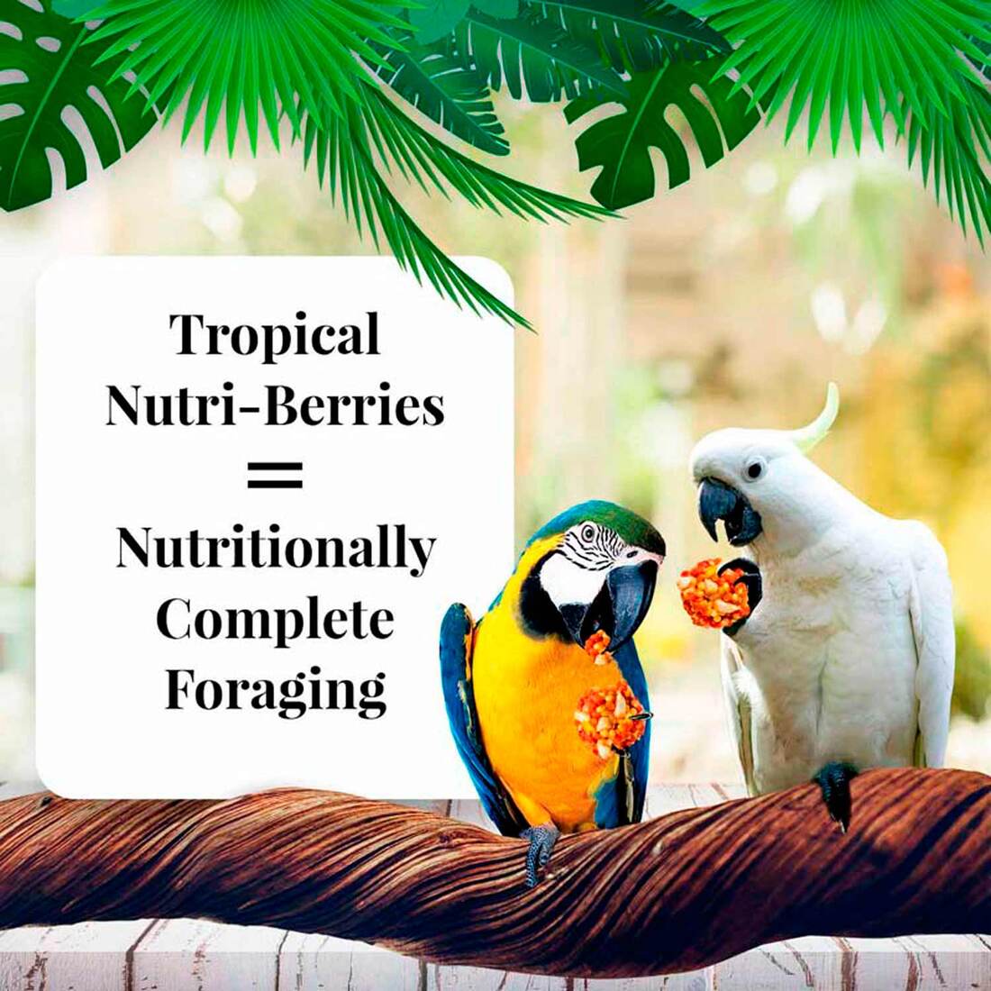 Lafeber Tropical Fruit Nutri-Berries for Macaws, 10 Ounces