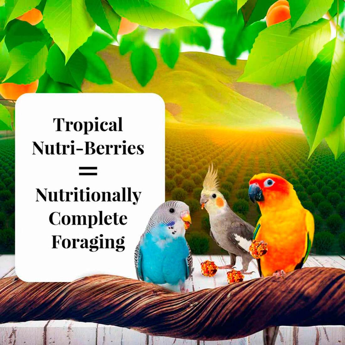 Lafeber Sunny Orchard Nutri-Berries for Keets, Tiels, Lovebirds & Conures, 10 Ounces