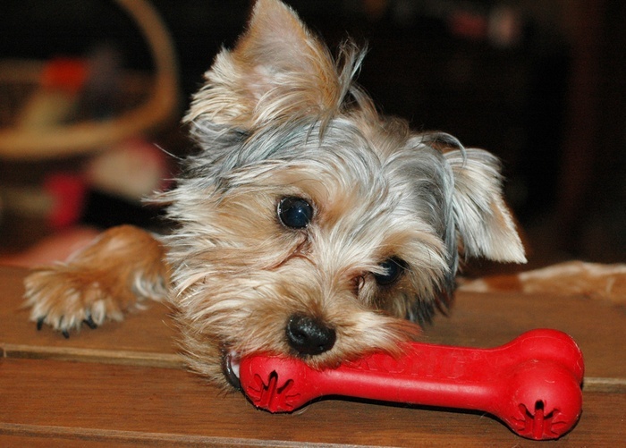 KONG Goodie Bone, Medium