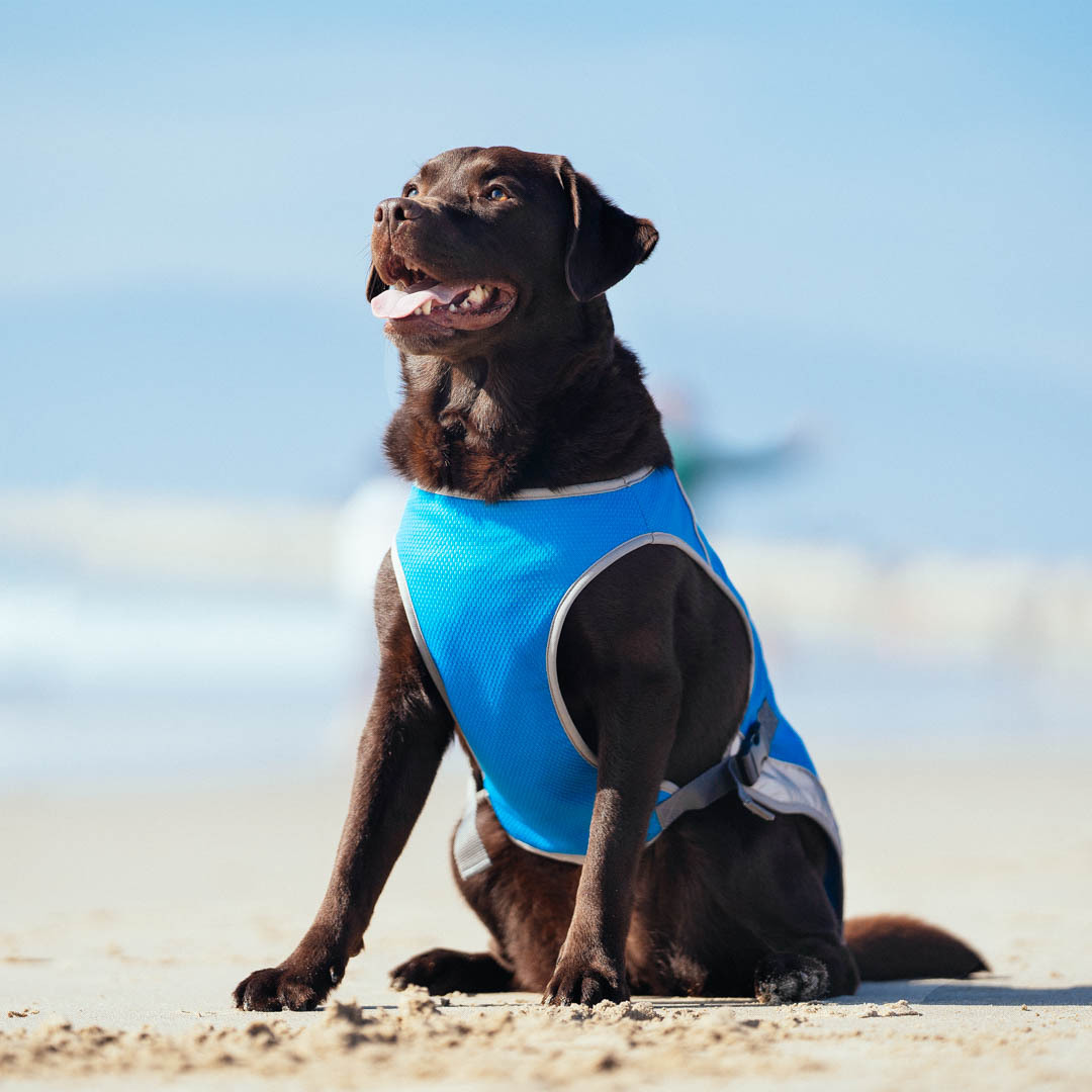 Canada Pooch Vest Cooling Chill Seeker, Blue, Size 16