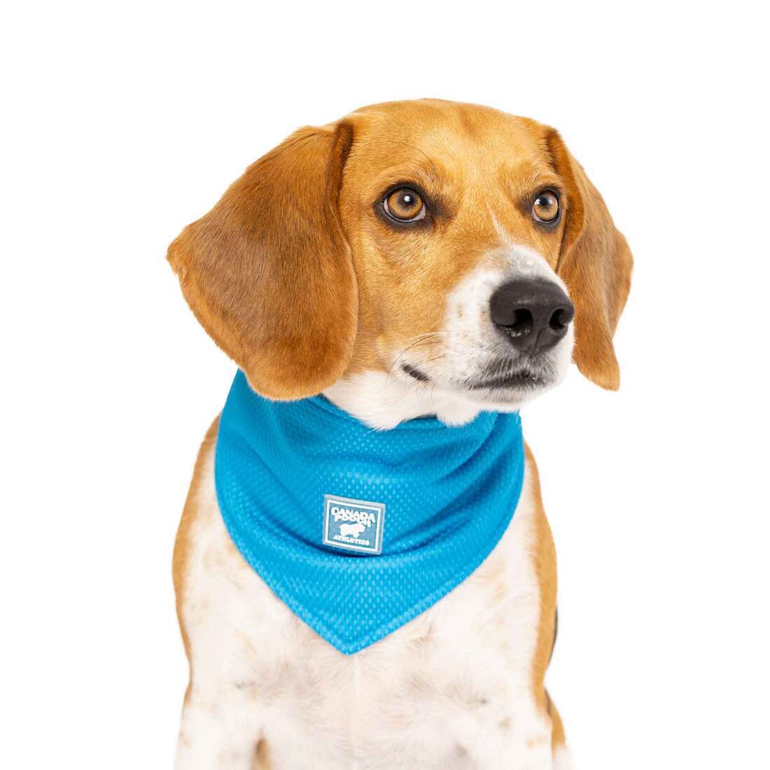 Canada Pooch Cooling Bandana, Blue, Small