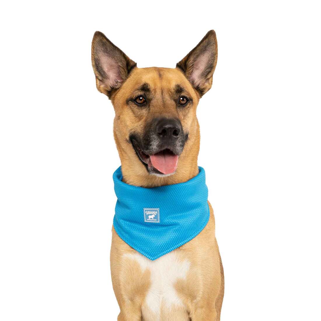 Canada Pooch Cooling Bandana, Blue, Small