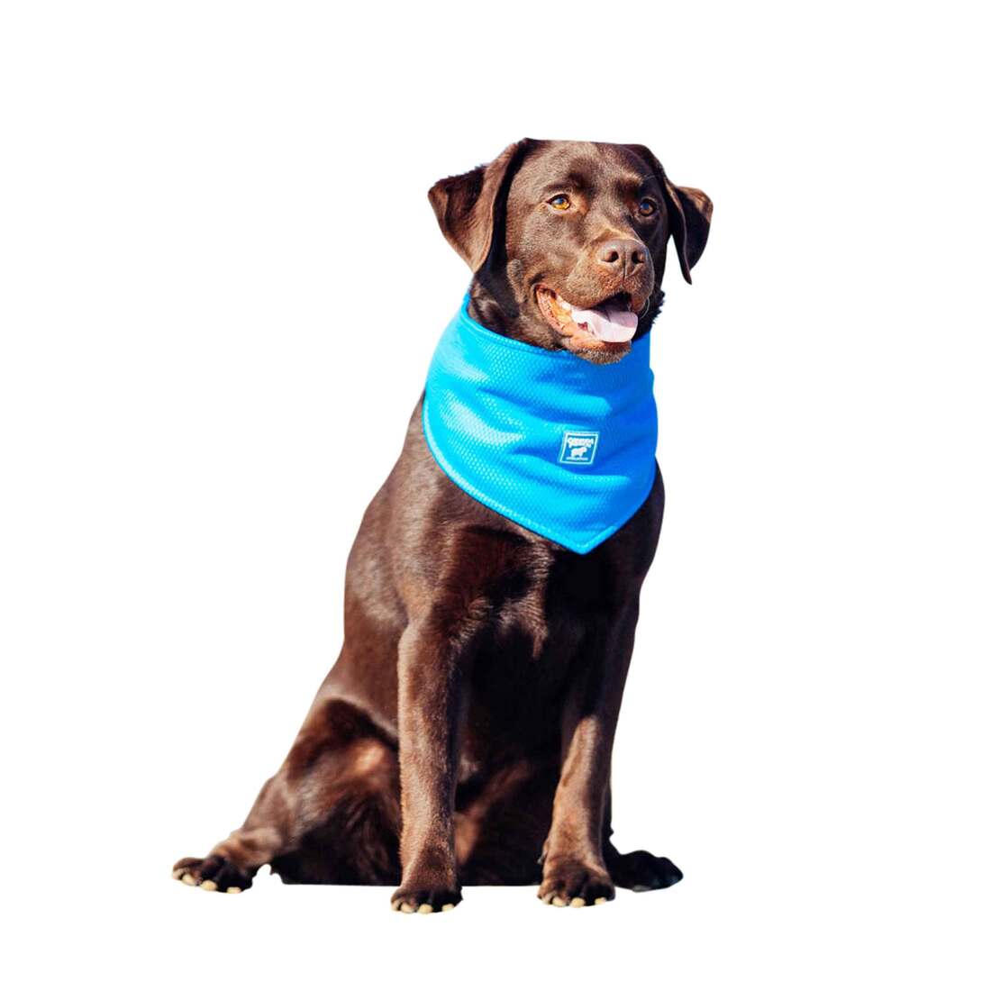 Canada Pooch Cooling Bandana, Blue, Small