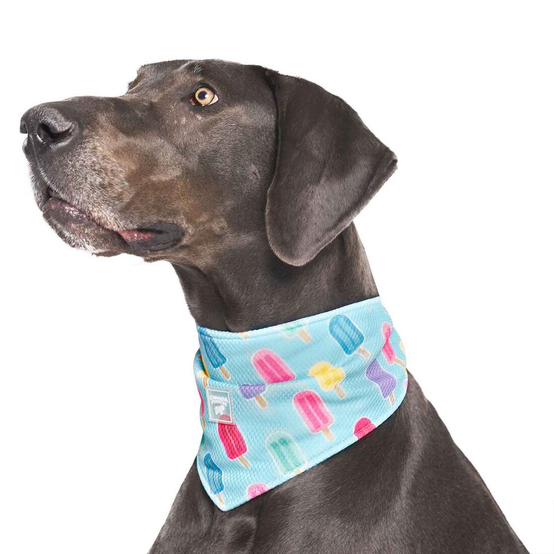 Canada Pooch Cooling Chill Seeker Bandana, Popsicles, Small