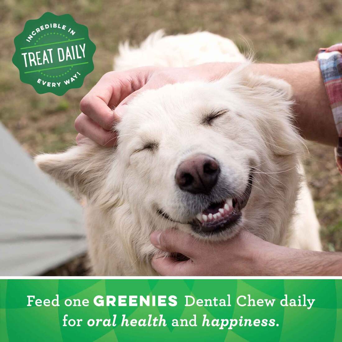 GREENIES Petite Natural Dog Dental Care Chews Oral Health Dog Treats Blueberry Flavor, 12 Ounce Pack