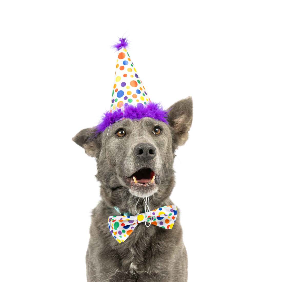 Huxley And Kent Party Hat Happy Barkday, Large