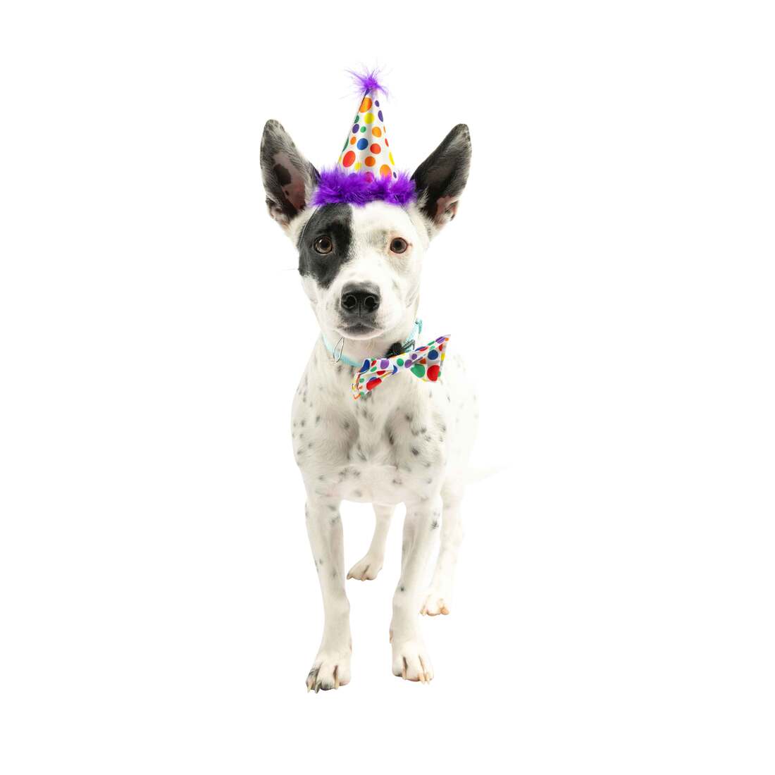 Huxley And Kent Party Hat Happy Barkday, Large