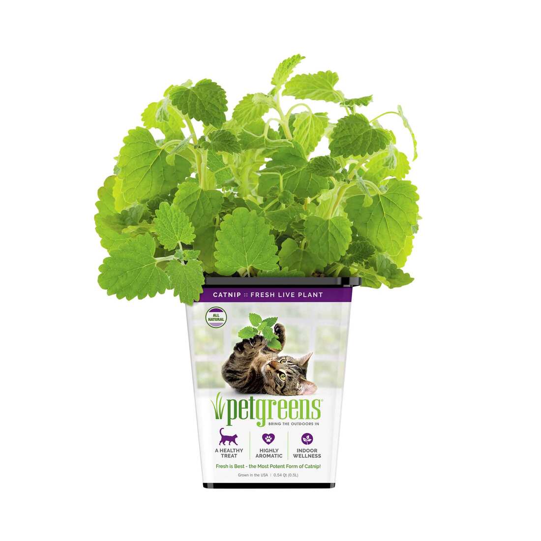 Pet Greens Live Catnip 0.5lb