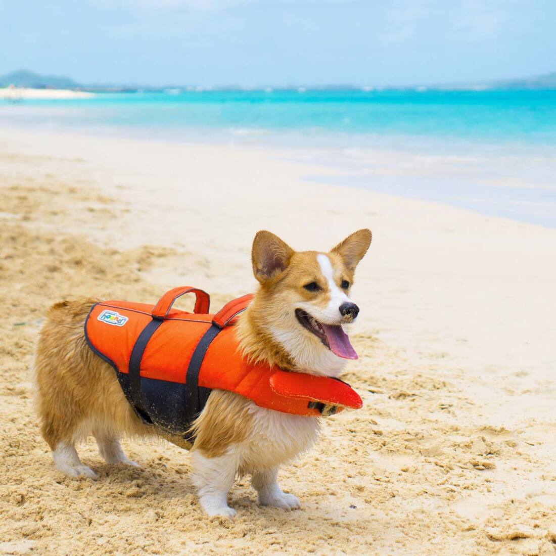 Outward Hound Pupsaver Lifejacket, Extra Small