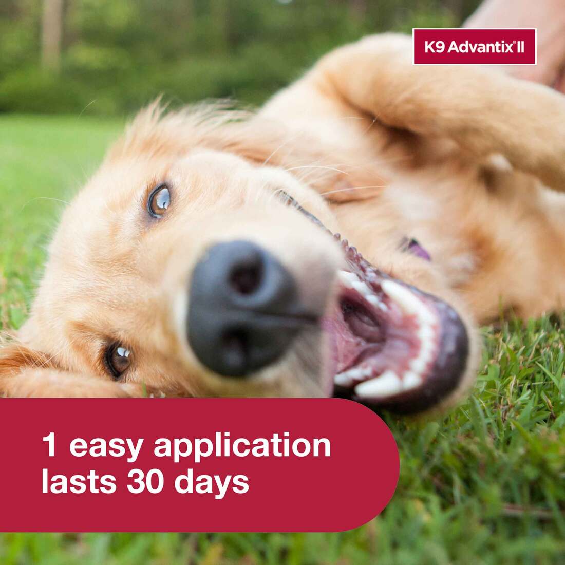 K9 Advantix II Large Dog Vet-Recommended Flea, Tick & Mosquito Treatment & Prevention | Dogs 21 - 55