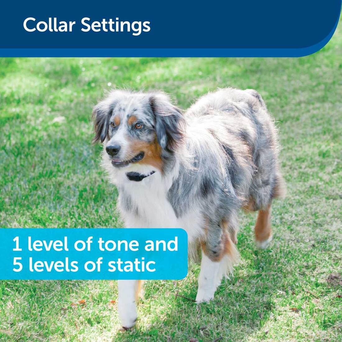 PetSafe® Stay + Play Wireless Fence