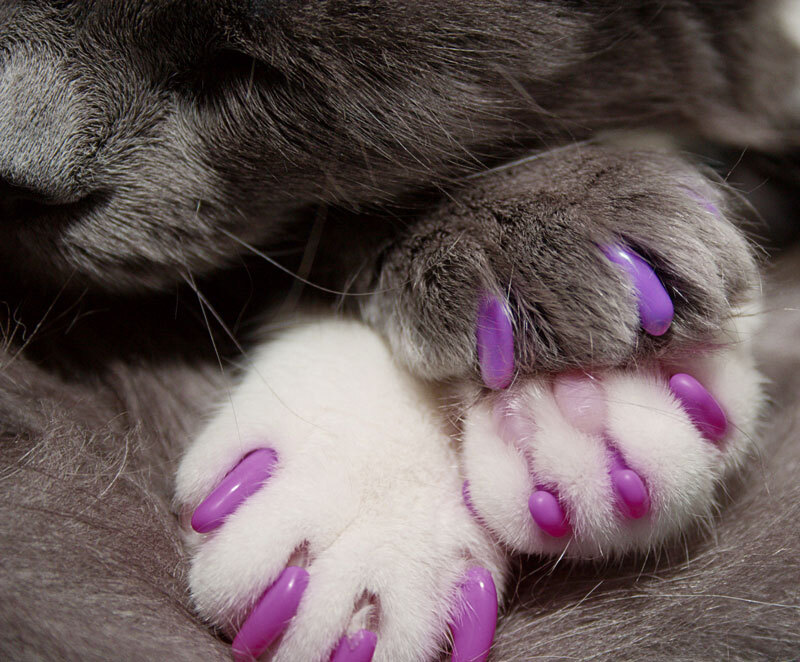 Kitty Caps Cat Nail Caps Black/Grey/Blue, Large