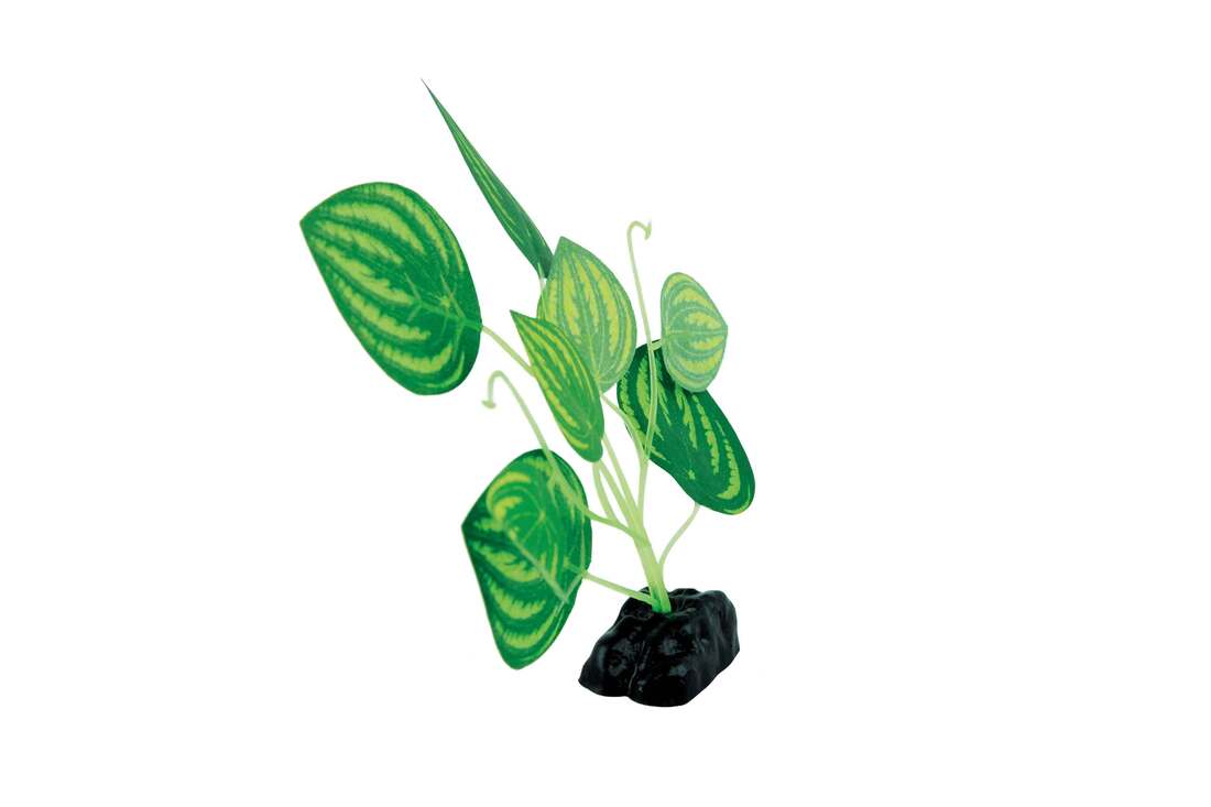 Fins First Silk Plant Green Leaf , Small