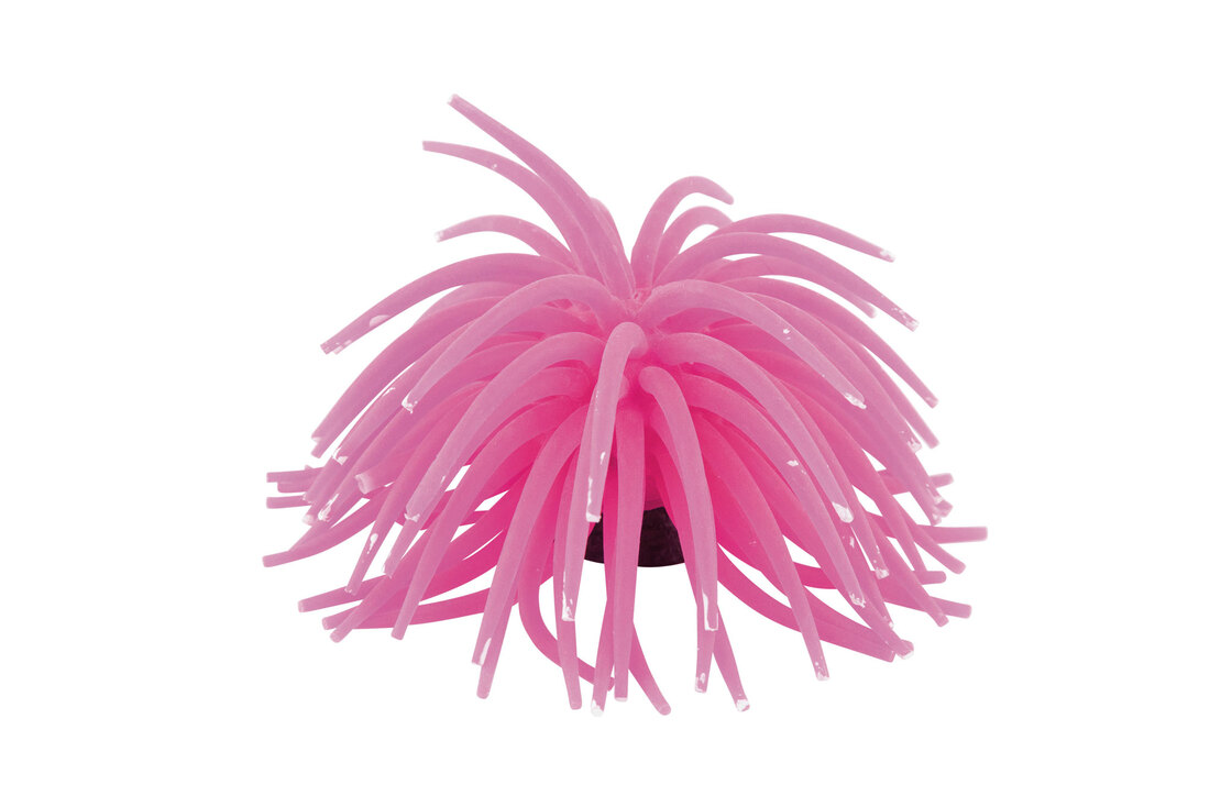 Fins First Sea Anemone Pink, Large