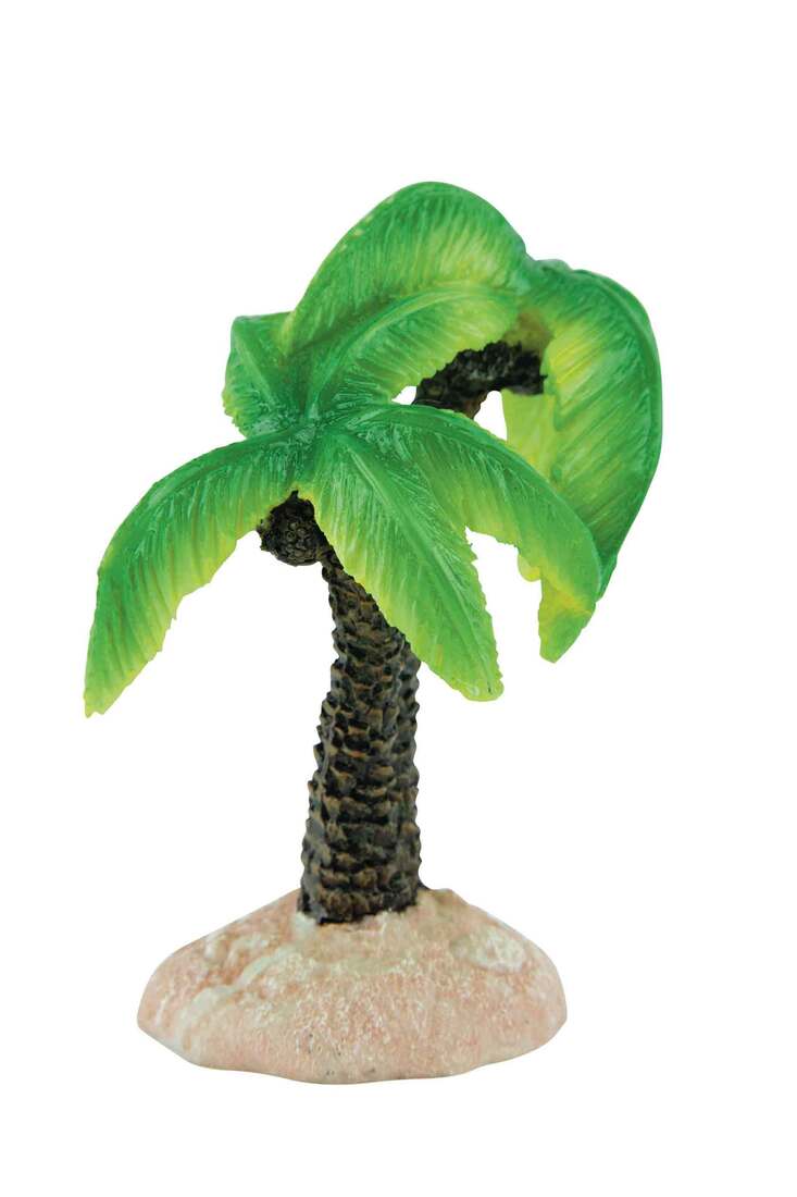 Fins First Palm Trees