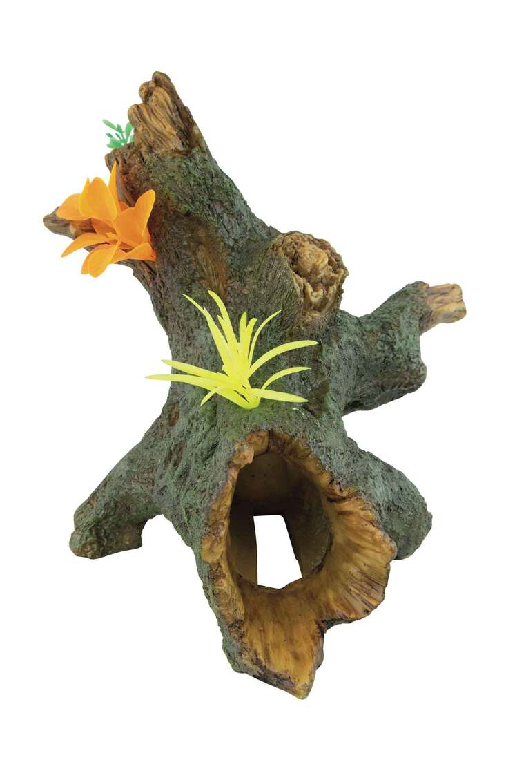 Fins First Sunken Tree