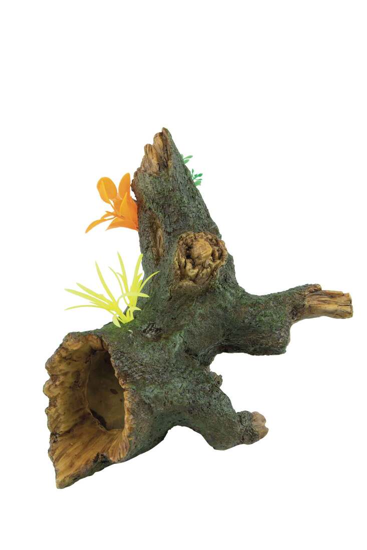 Fins First Sunken Tree