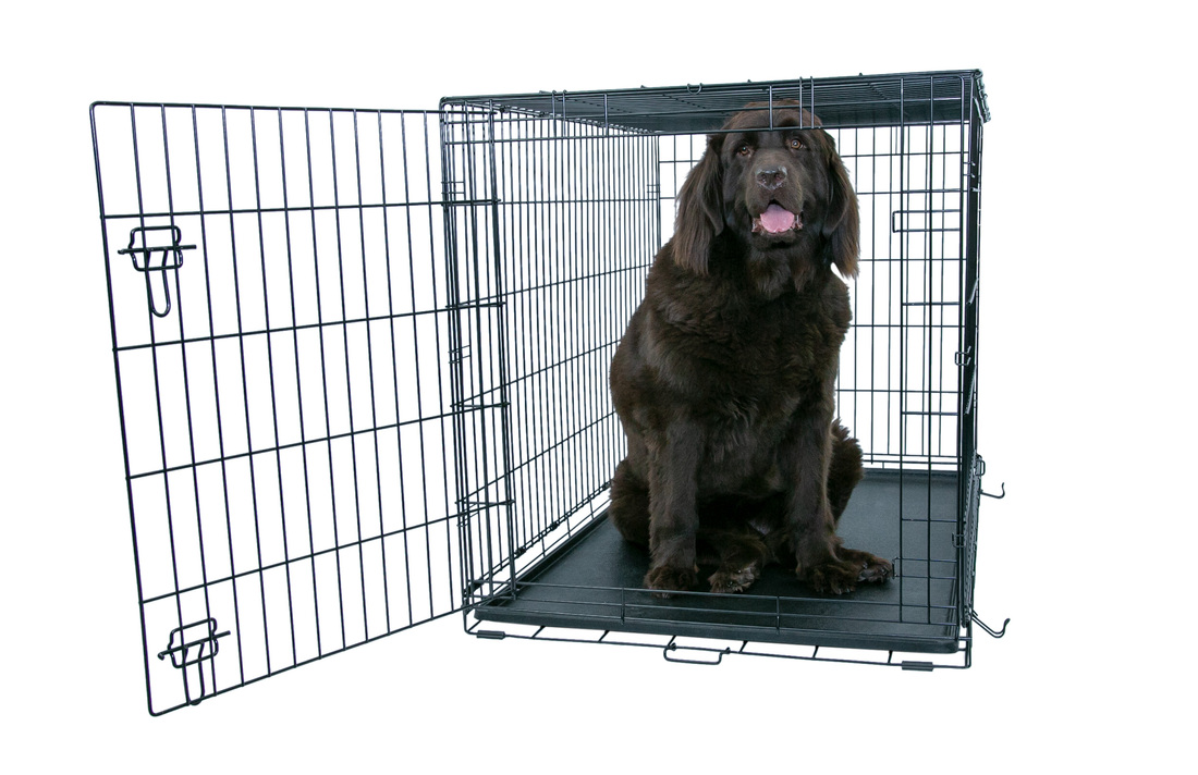 Play On Single Door Crate, Extra Extra Large, 48"L x 30"W x 32"H, 91-110lb Dog - Not Available For D