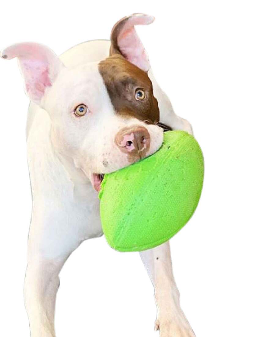 Jolly Pets Jolly Football Green Apple, 8 Inches